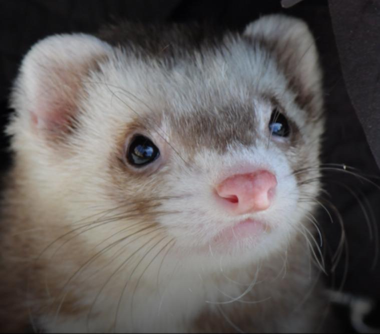 Ferrets for sale adoption near me