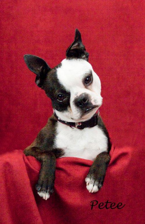 Boston terriers hot sale for adoption