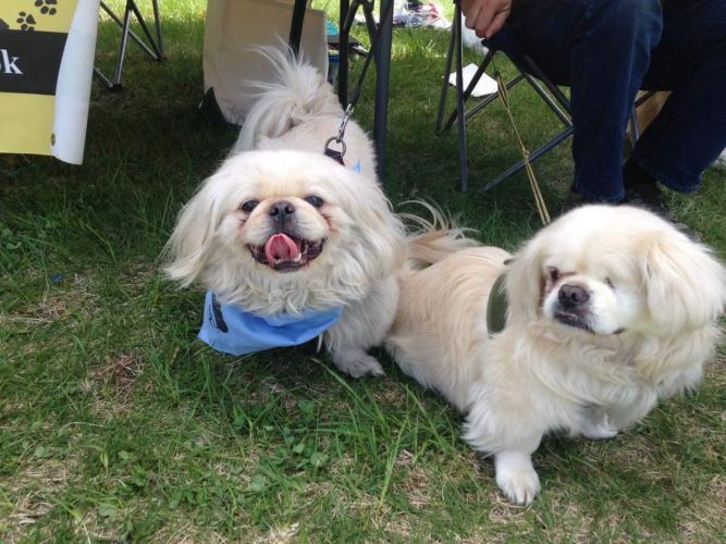 Little Paws Big Hearts Pekingese Rescue