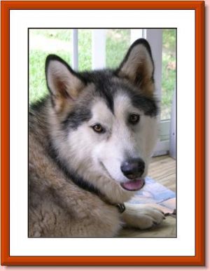 Alaskan Malamute Rescue of Delaware