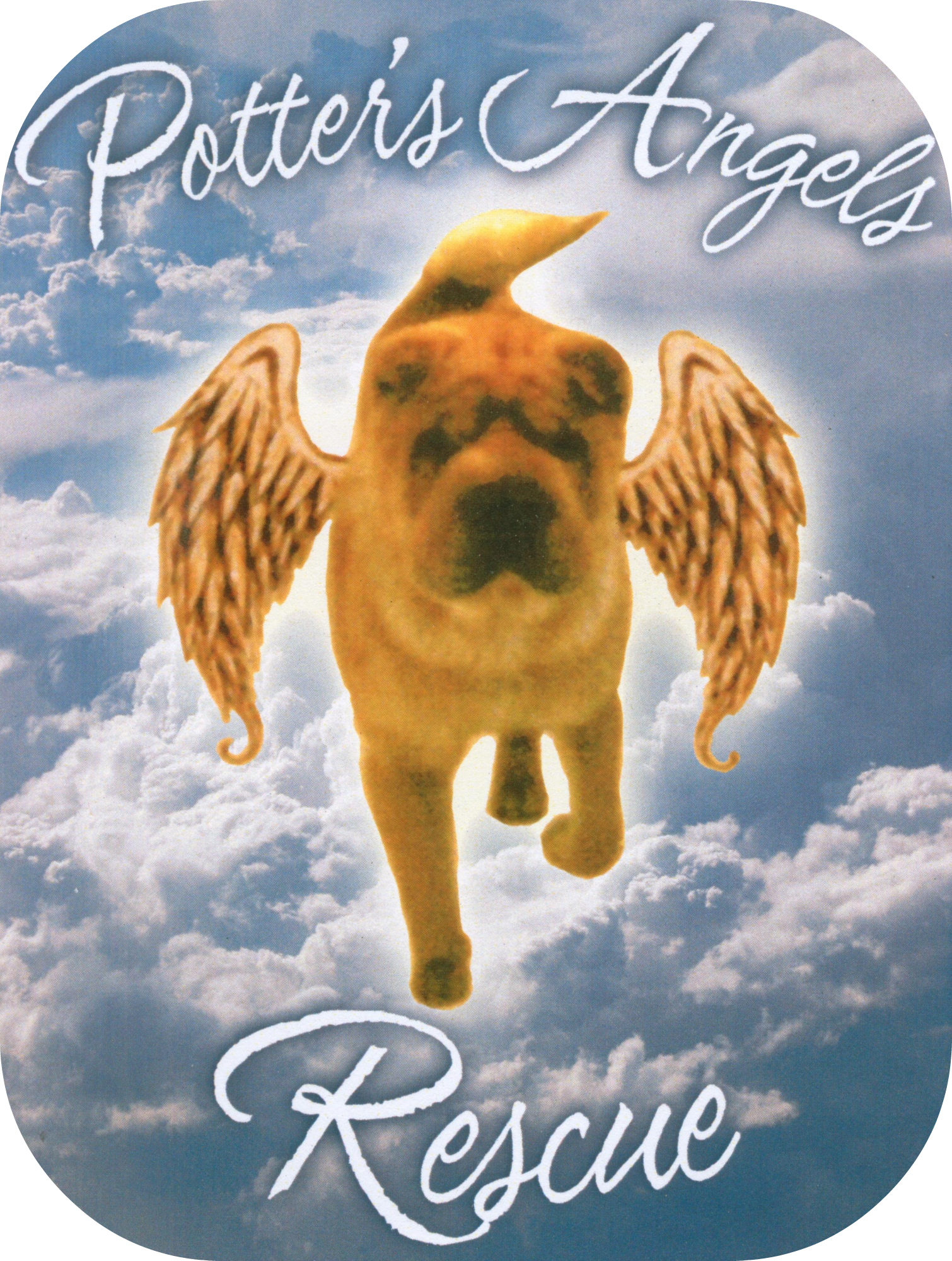 Angels small 2024 dog rescue