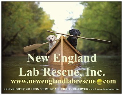 Adoption at New England Lab Rescue, Inc 