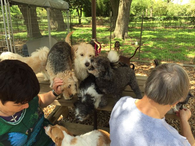 Southern Comforts Animal Rescue