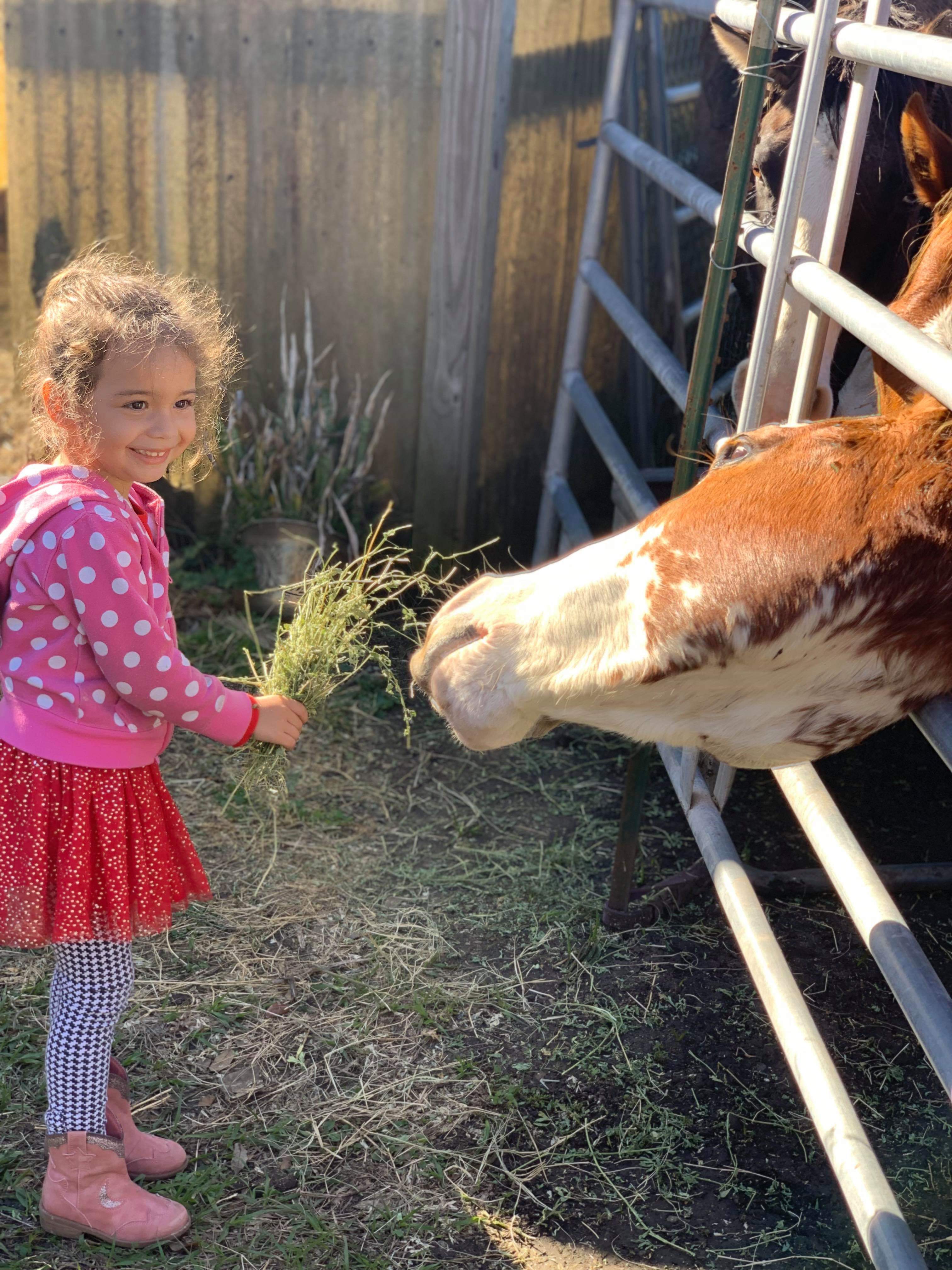 Texas Blessings Rescue