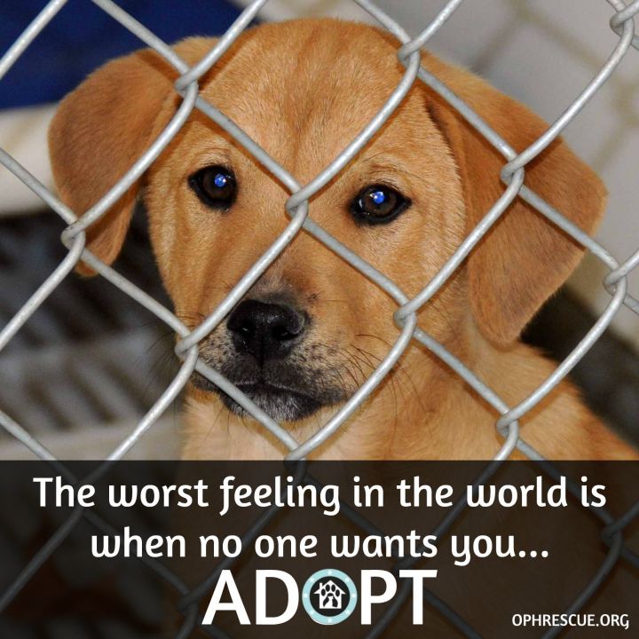 Adopt