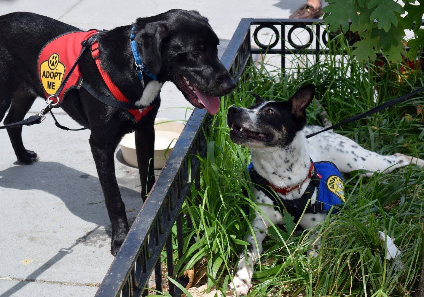Pets for Adoption at City Dogs & City Kitties Rescue, in Washington, DC