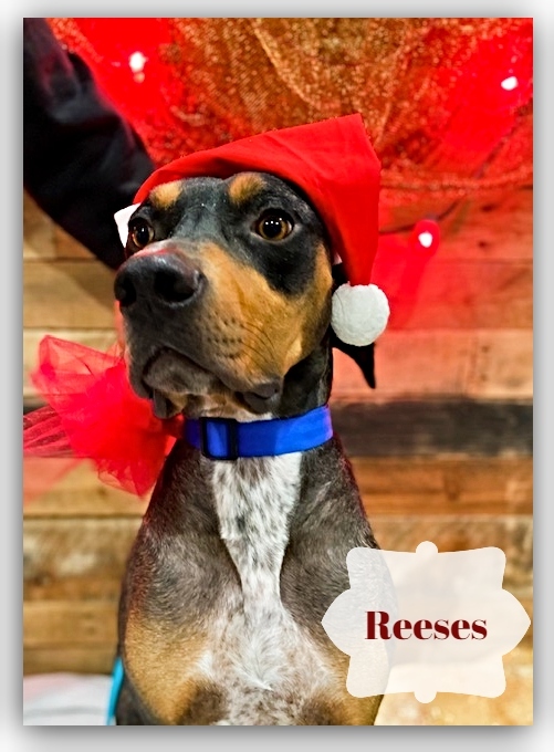 Our sweet boy, Reeses!