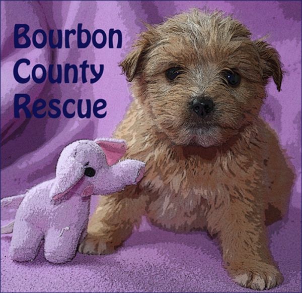 Bourbon County Rescue