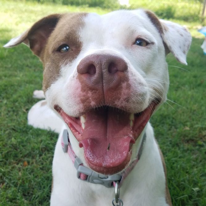 Forever Yours Dog Rescue