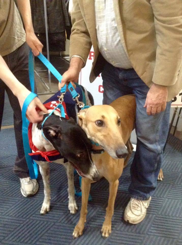 G.R.A.C.E. Greyhound Retirement Adoption Care and Education