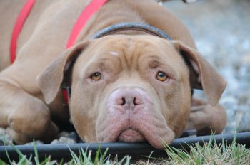 Paulie, Philly ACC euth list