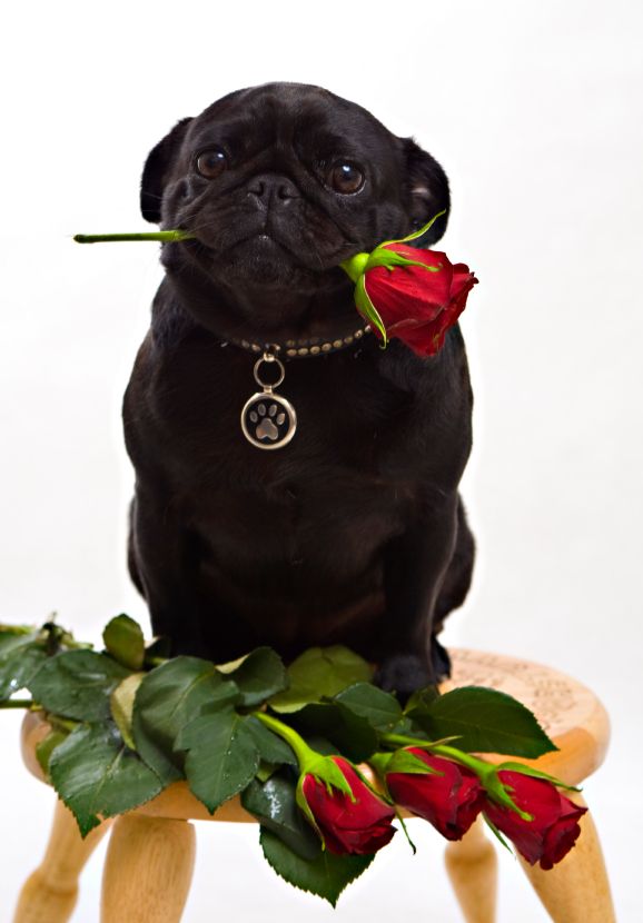 Pugs N Roses