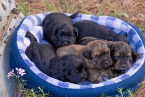 All New Hope Animal Rescue
