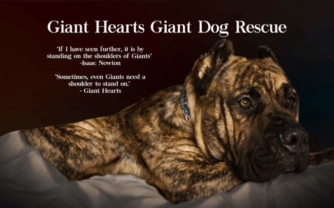 Giant Hearts Giant Dog Rescue, Inc