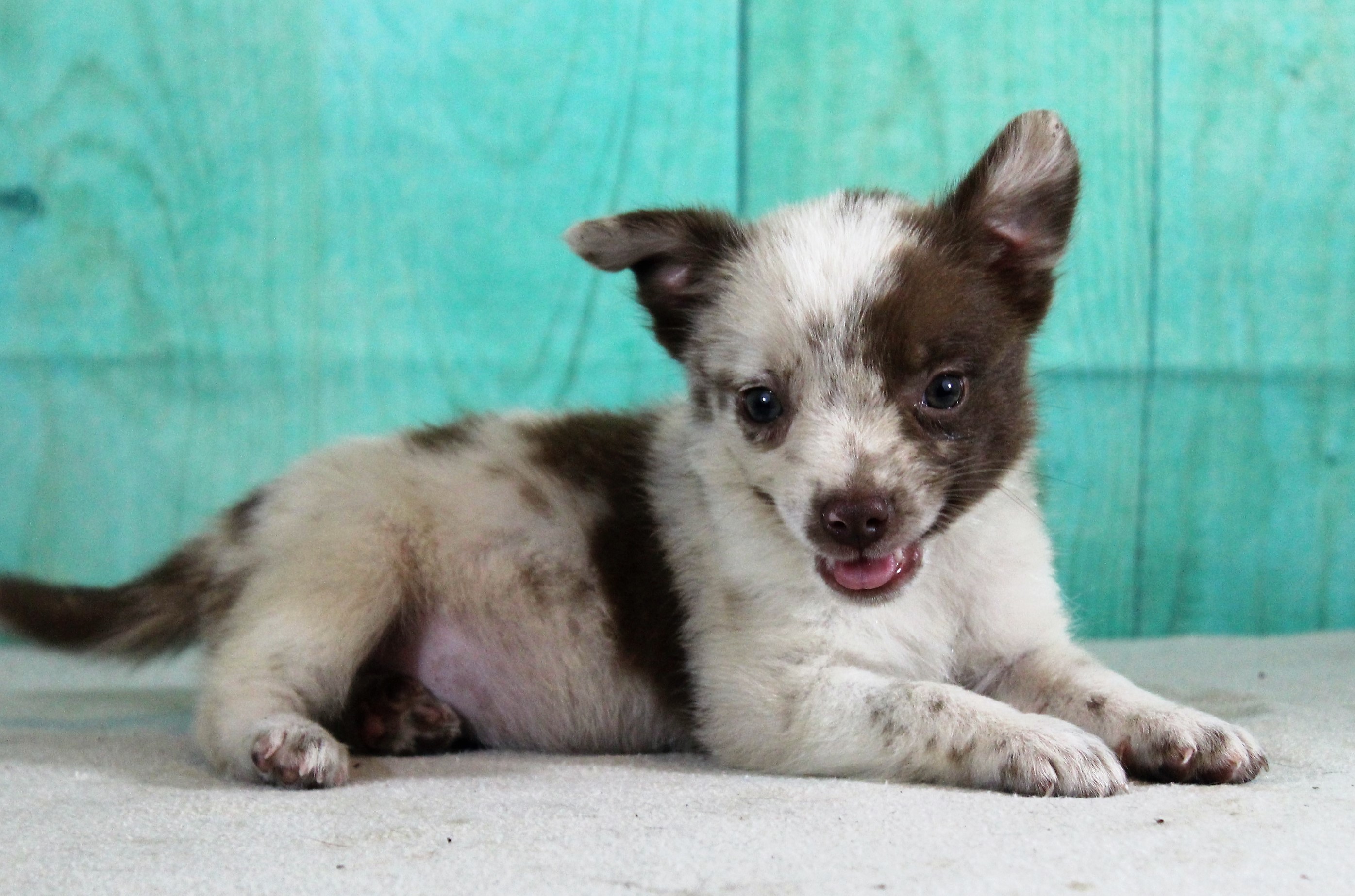 Pets for Adoption at Grassroots Animal Rescue, in ...