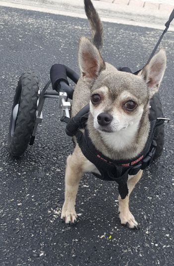 After he lost one leg, Jessy learned to walk again