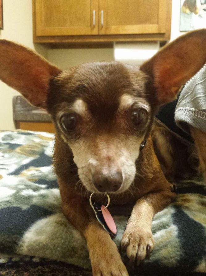 Forgotten Friends Texas Rescue RGV