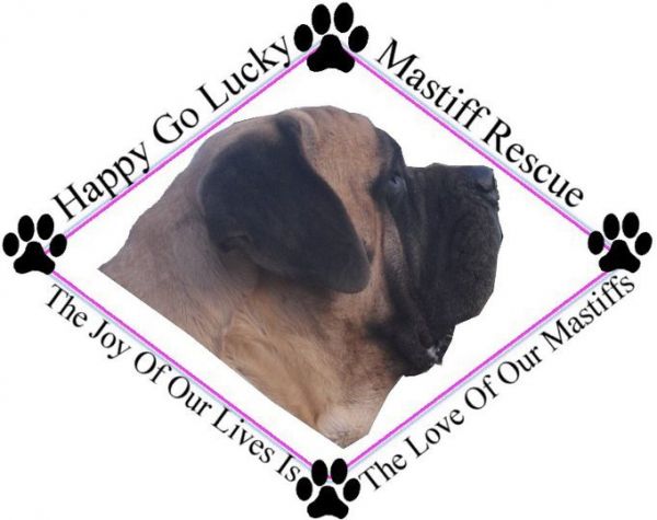 Happy Go Lucky Mastiff Rescue