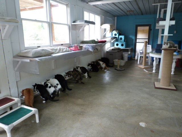 Our shelter cats at mealtime.