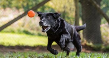 Playtime in our dog park