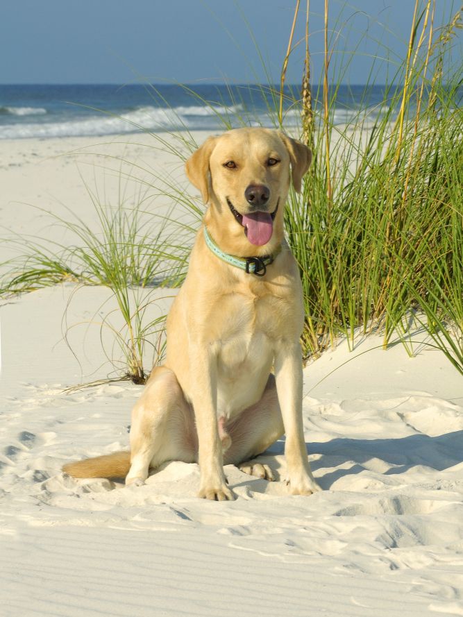 All About Dogs Coastal Rescue