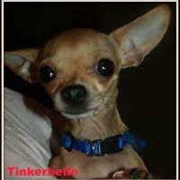 Tiny Tails Small Dog Rescue