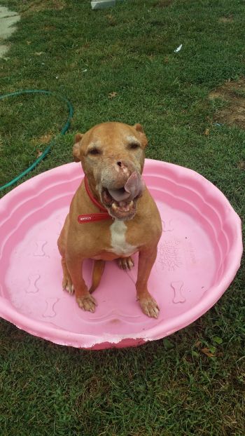 The REAL Jimmy Durante in the girlie pool