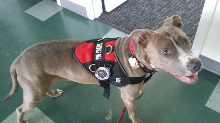 Rescue dogs make great service dogs!