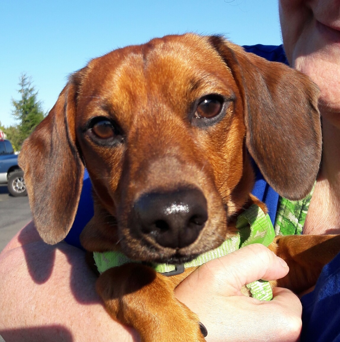 Salem store animal shelter