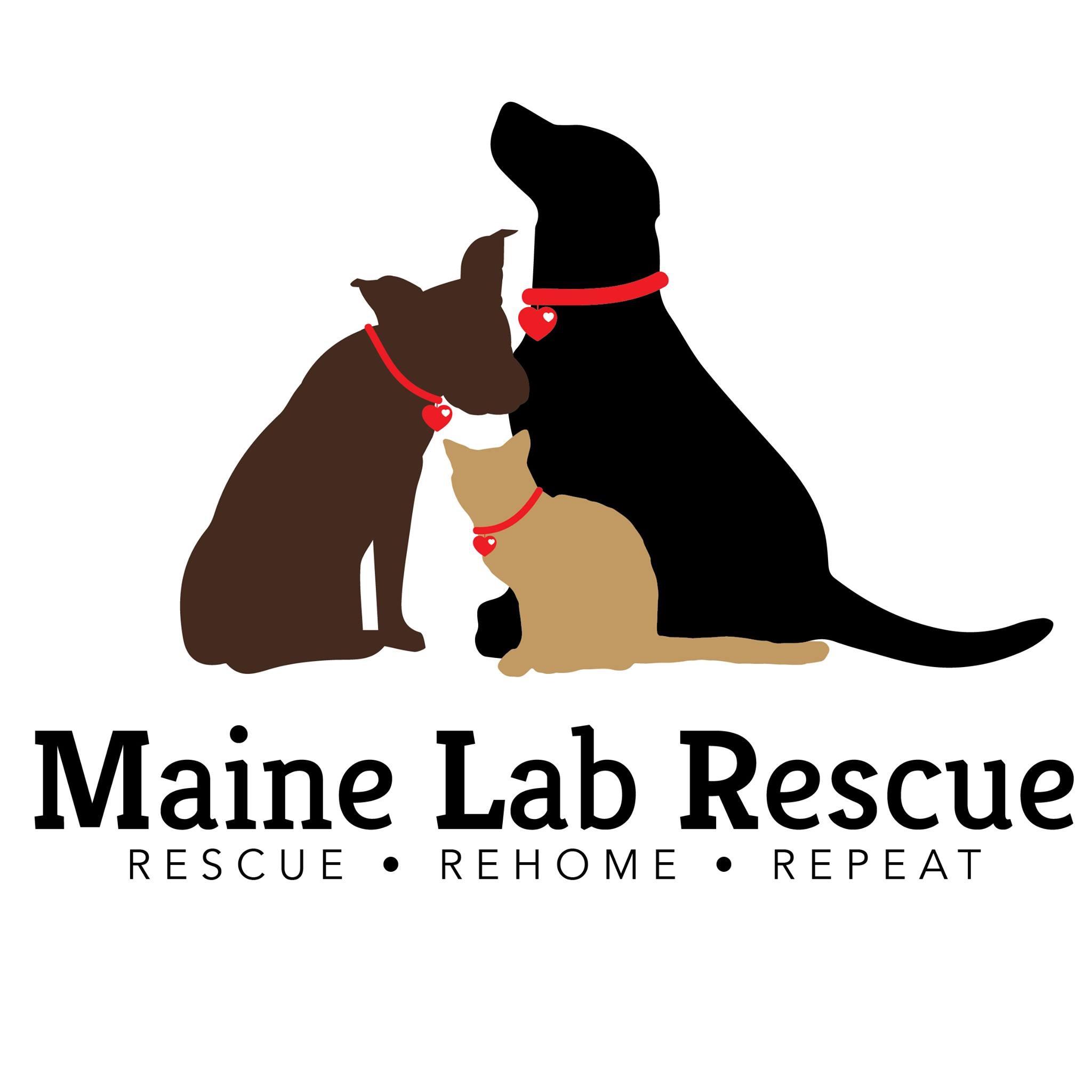 Pets For Adoption At Maine Lab Rescue In Windham Me Petfinder