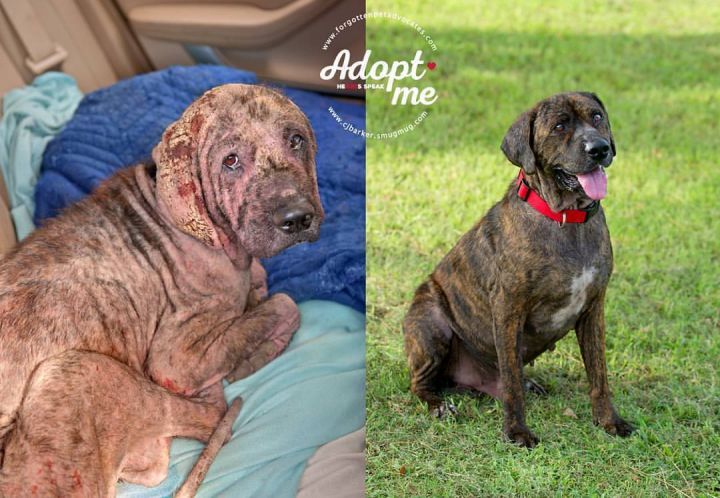 Adopted ! "Stetson" BEFORE and AFTER