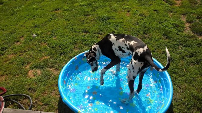 Pennsylvania Great Dane Rescue