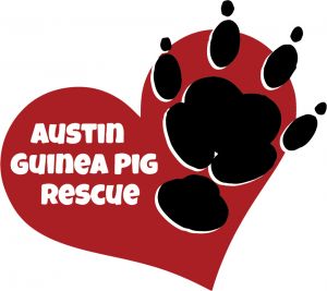 Austin Guinea Pig Rescue