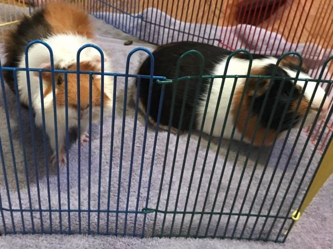 Austin Guinea Pig Rescue