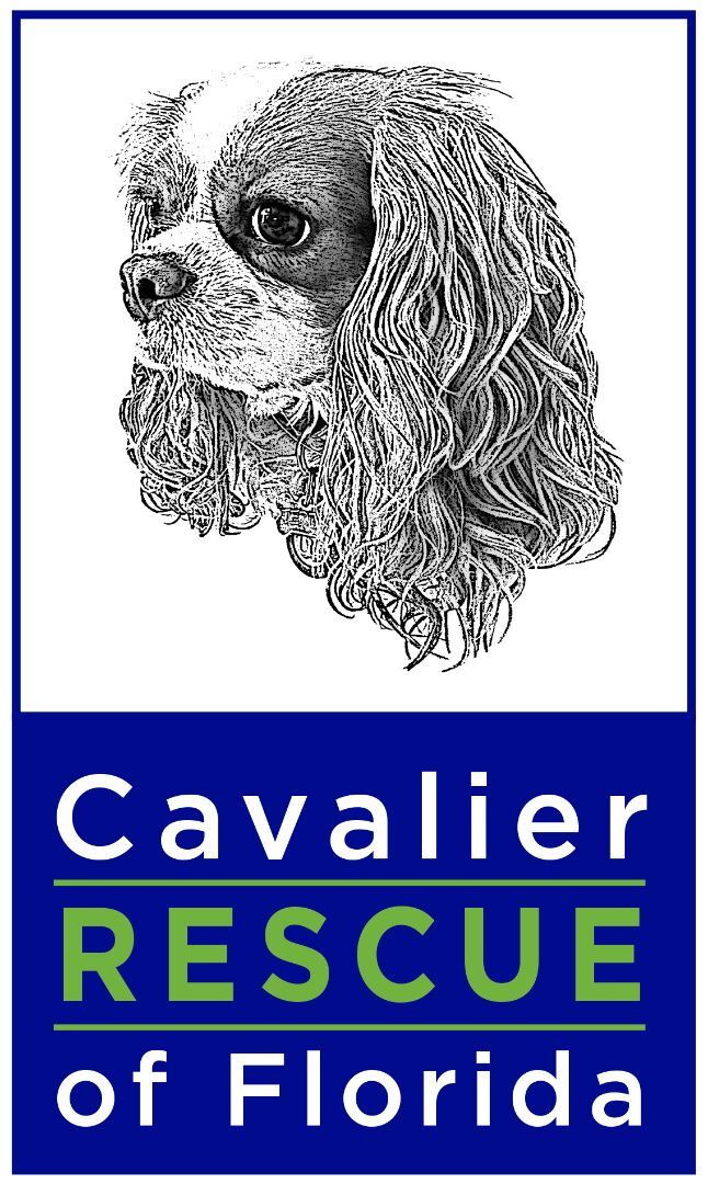 Cavalier Rescue of Florida, Inc. - Petfinder