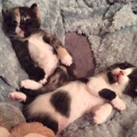 Kitt's Kitten Rescue