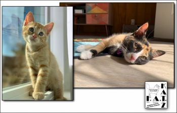 Looking for their Furever family