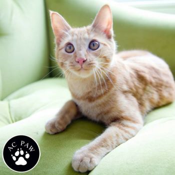 Fall in love with an AC PAW rescue!