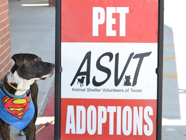 Animal Shelter Volunteers of Texas