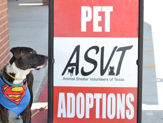 Elvis loves ASVT adoption events