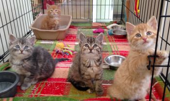 Pets for Adoption at Sunbury Animal Hospital in Sunbury PA