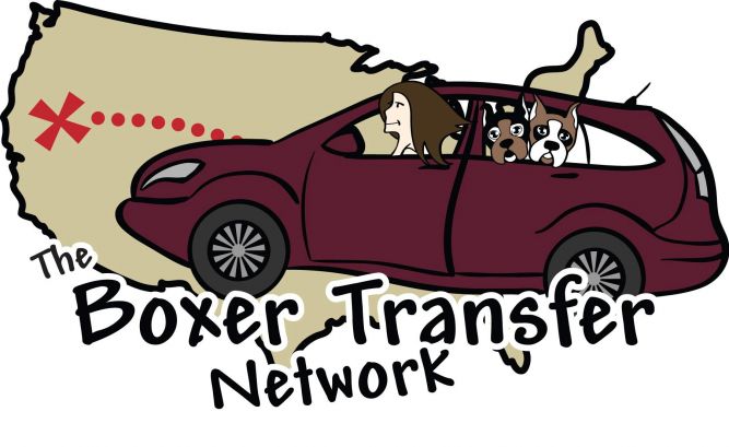 The Boxer Transfer Network