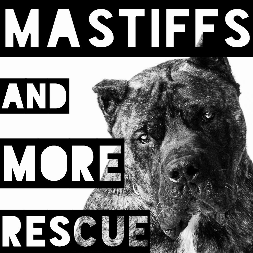 mastiff dog rescue near me