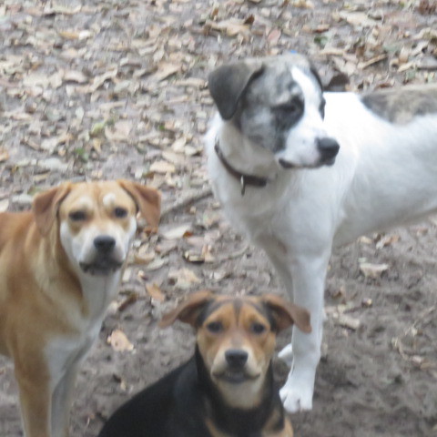 New Horizon Dog Rescue, Inc.