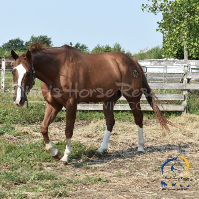 Illinois Horse Rescue of Will County