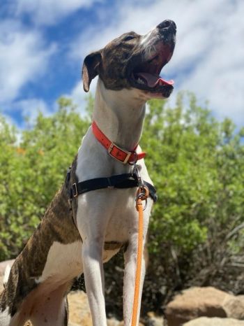 At CRCS, they find their inner canine happiness.