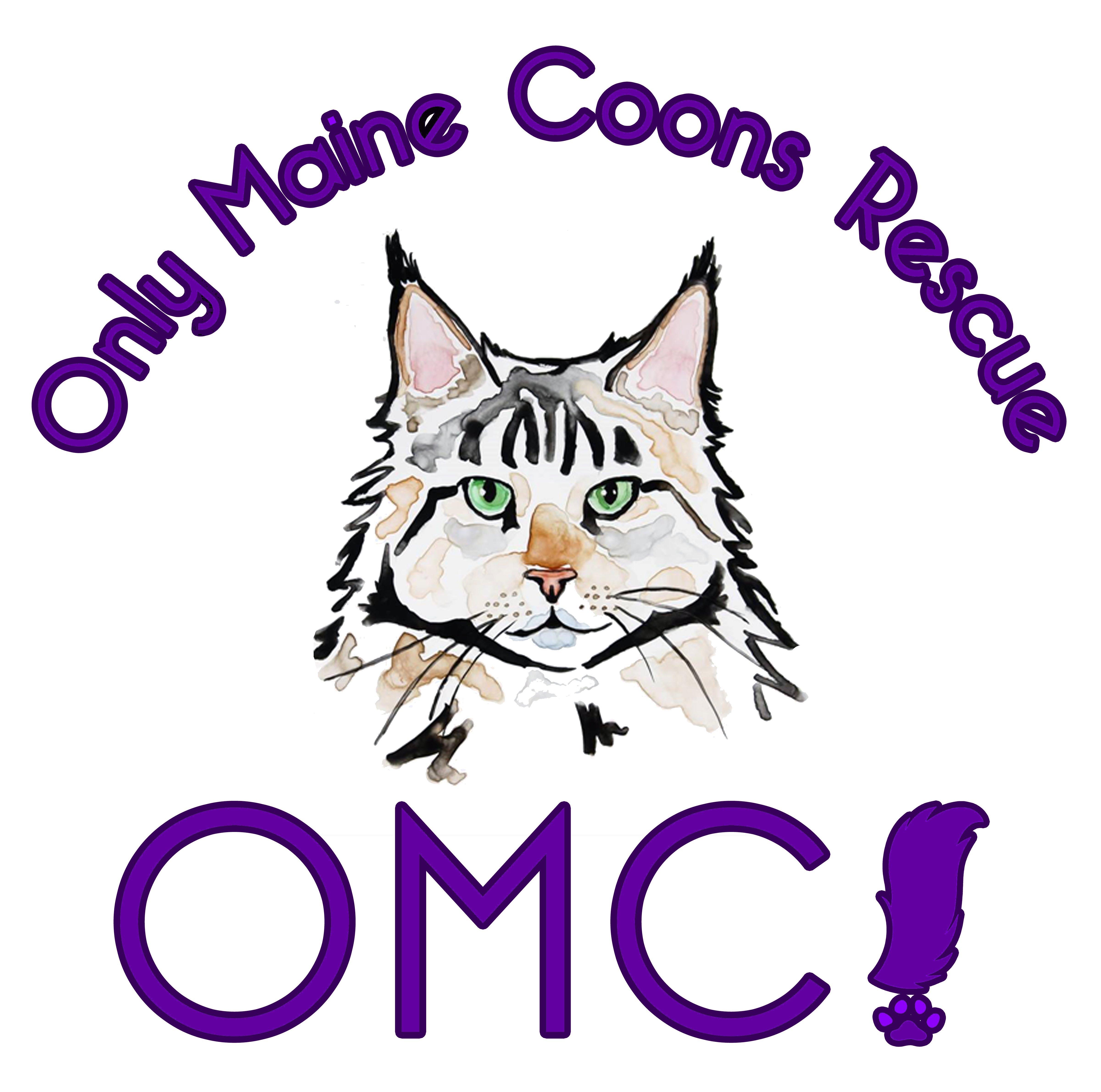 maine coons for adoption