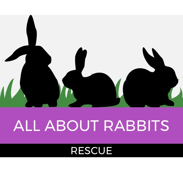 Home - Cat & Rabbit Rescue Center