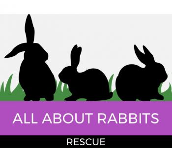 All About Rabbits Rescue, Inc