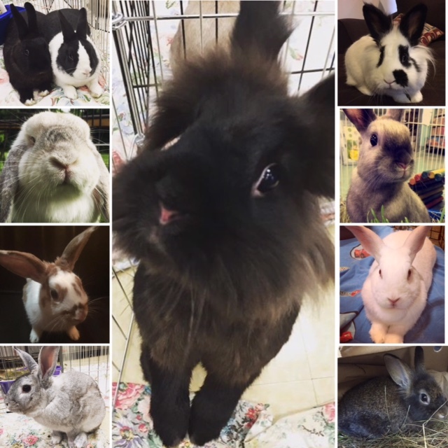 All About Rabbits Rescue, Inc